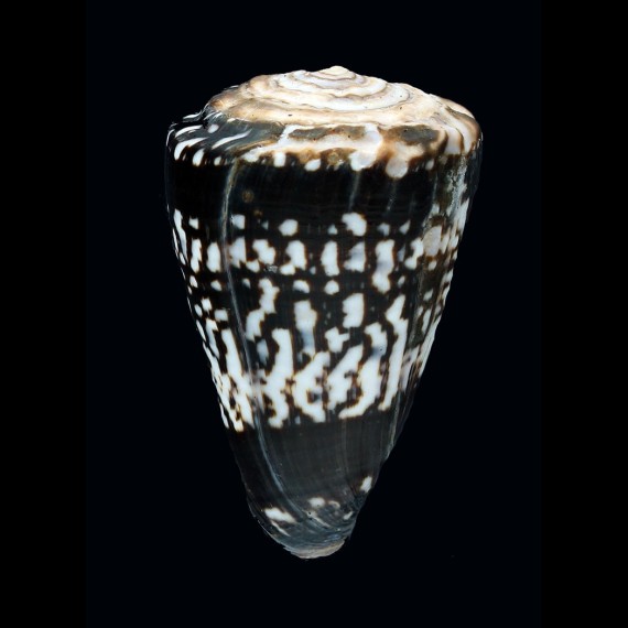 ateralbus 49,3mm BIG