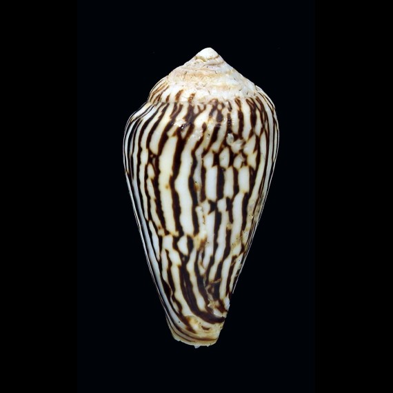 zebroides 39,10mm