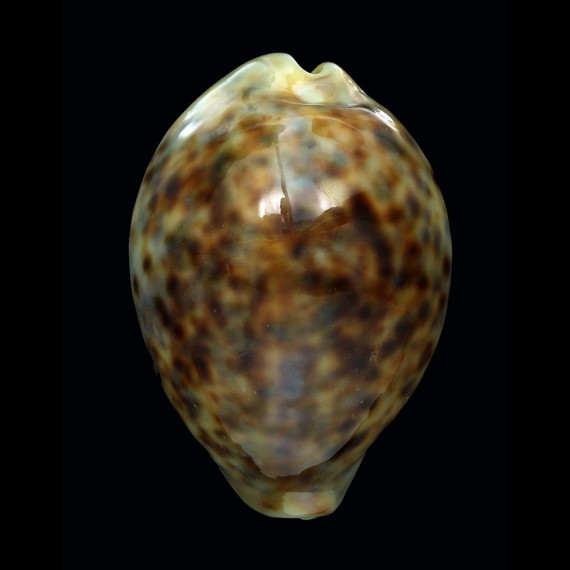 tigris 86,0mm