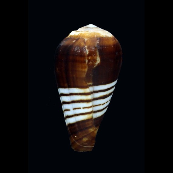 chytreus 29,8mm
