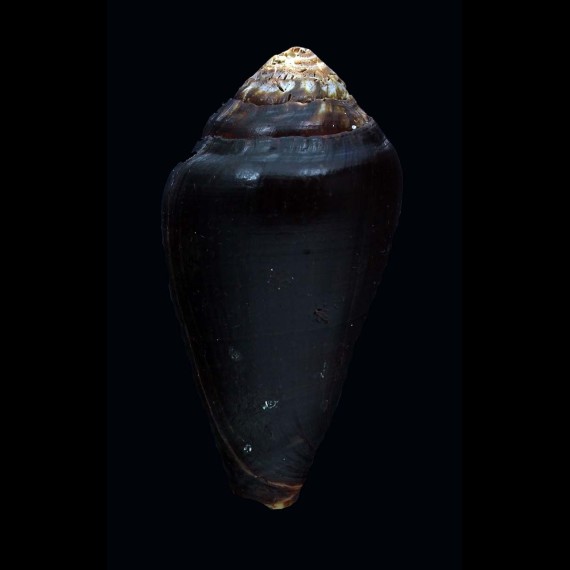 guinaicus franciscanus 57,7mm