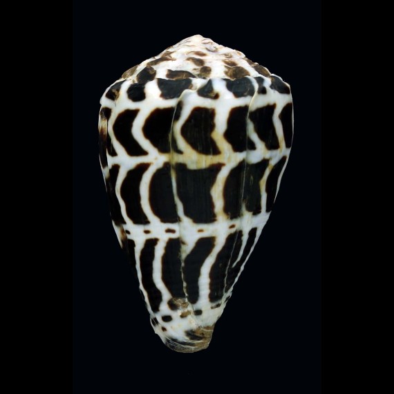 ebraeus 51,1mm MONSTER