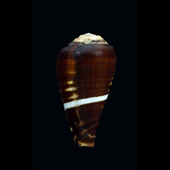 chytreus 29,7mm
