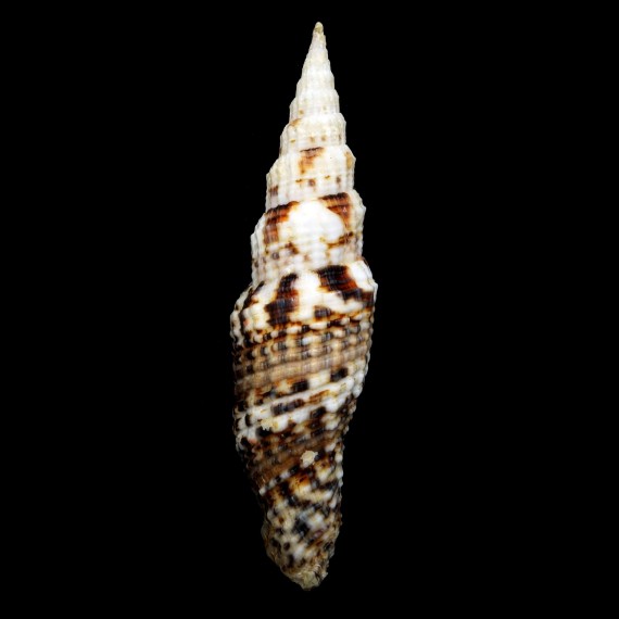 mirabile