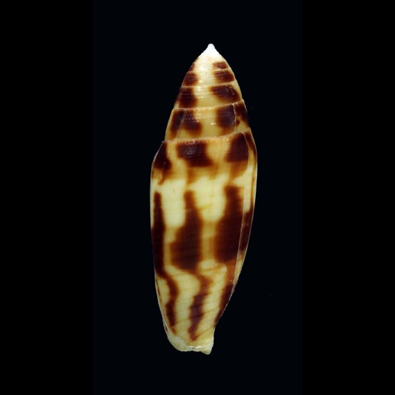 mitratus 43,1mm WRS