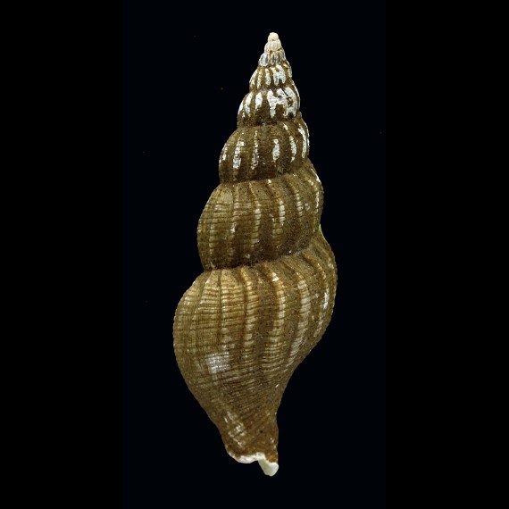 scissuratus 60,6mm