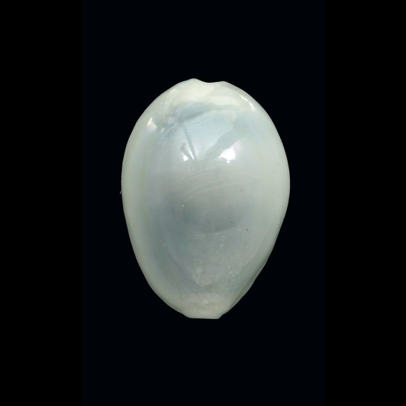 annulus 25,3mm