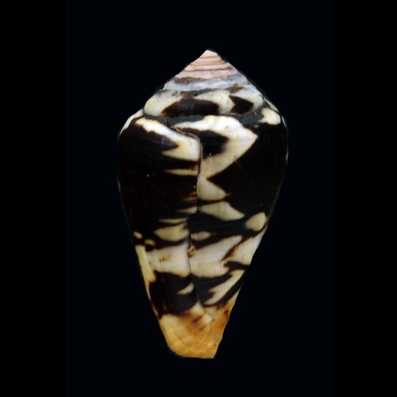 mercator reticularis 33,7mm