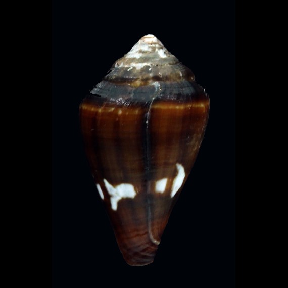 fantasmalis 28,7mm