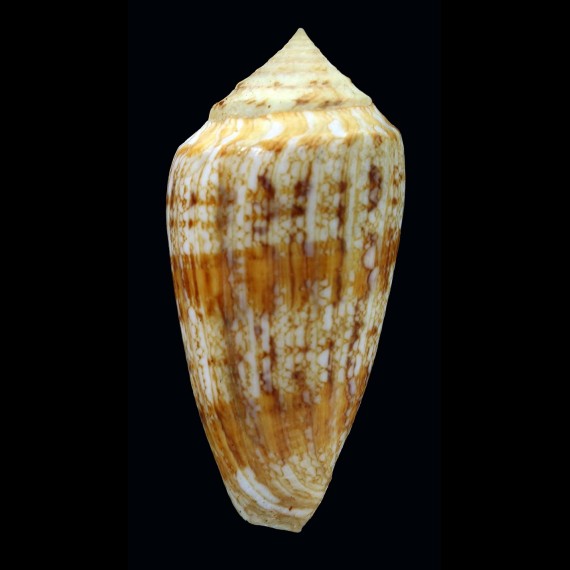 victoriae 61,1mm