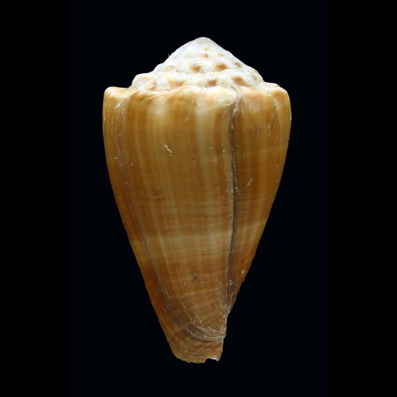diadema 47,0mm