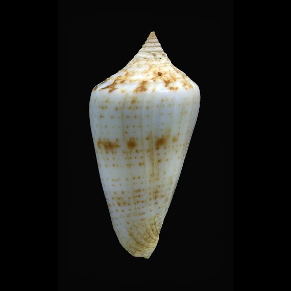 iodostoma 42,0mm BIG