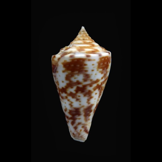 lentiginosa 36,9mm BIG