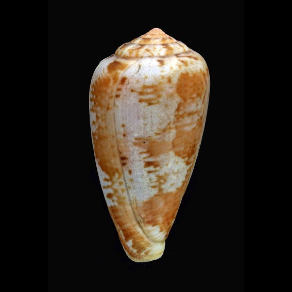 tinianus 57,6mm BIG