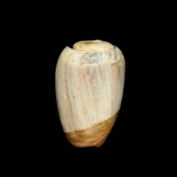 urceus
