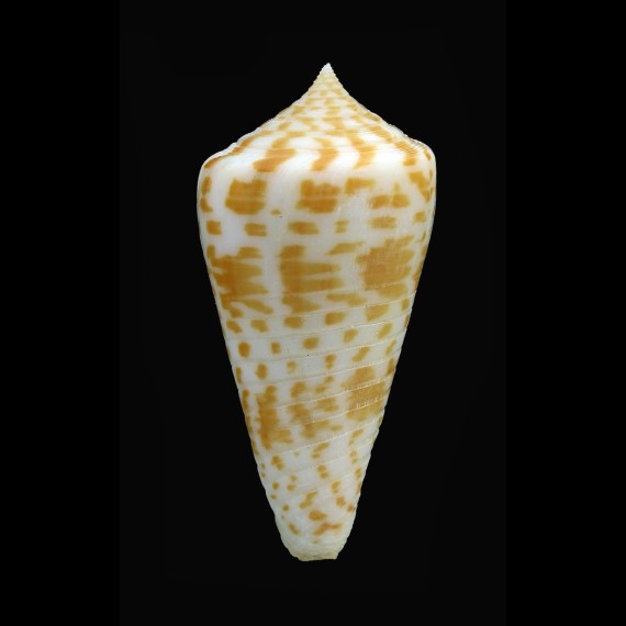 inscriptus adenensis 52,0mm