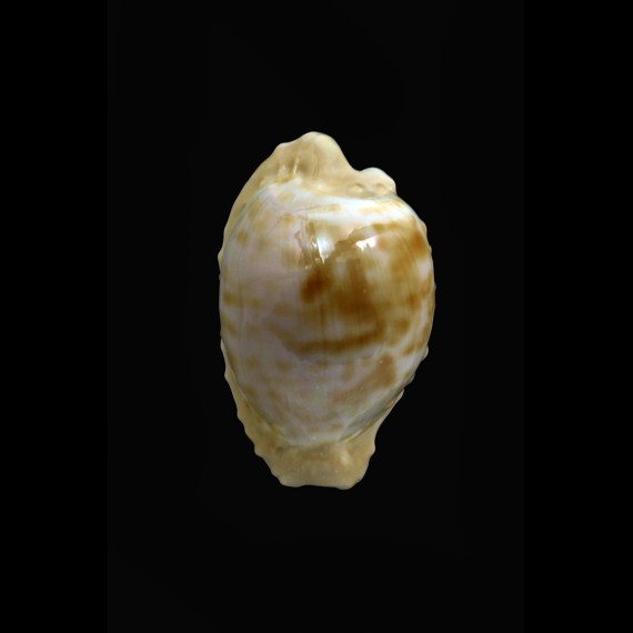 coronata debruini 30,7mm SUPERB