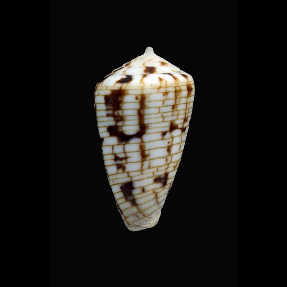 melvilli 29,3mm EXCEPTIONAL