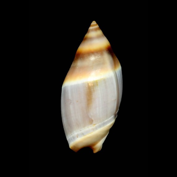 australis