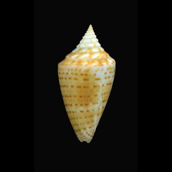 largilliertii 37,5mm SUPERB