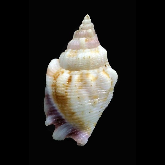 helli 25,4mm