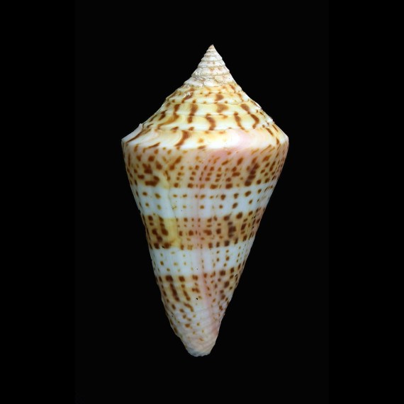 delesserti 67,1mm SUPERB