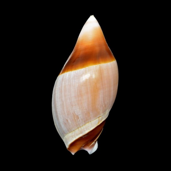 albicallosa