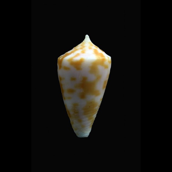 sydneyensis 23,3mm RARITY