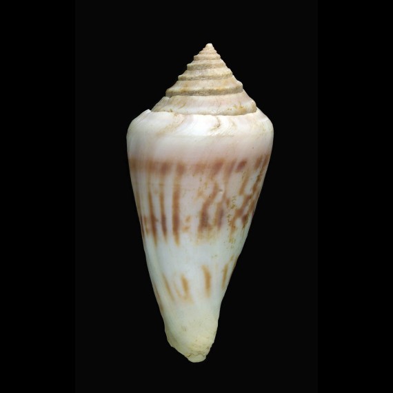gradatulus 76,0mm GIANT