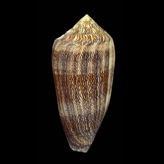 textile cholmondeleyi 68,1mm
