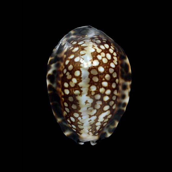 depressa dispersa 31,6mm SMALL