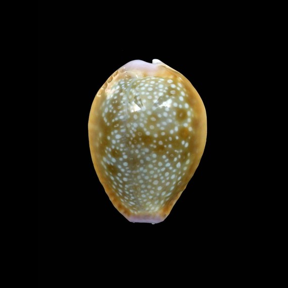 helvola hawaiiensis 21,2mm