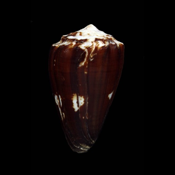 brunneus 60,6mm GIANT