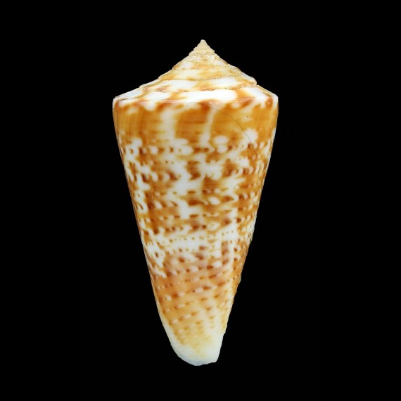 lemniscatus clenchi 45,5mm