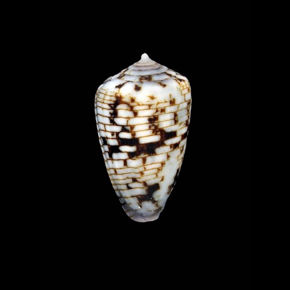 melvilli 23,8mm SUPERB