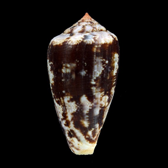 tinianus 53,0mm BIG