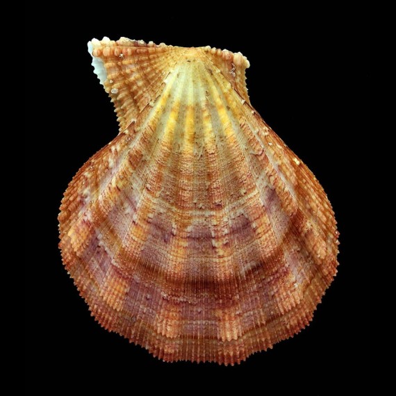 pesfelis 66,8mm