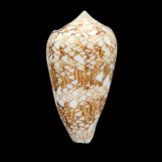 textile SP 66,8mm