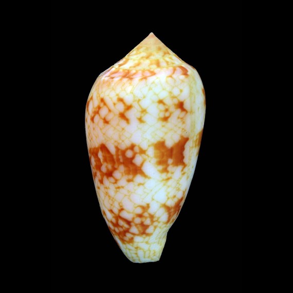textile sirventi 63,3mm SUPERB