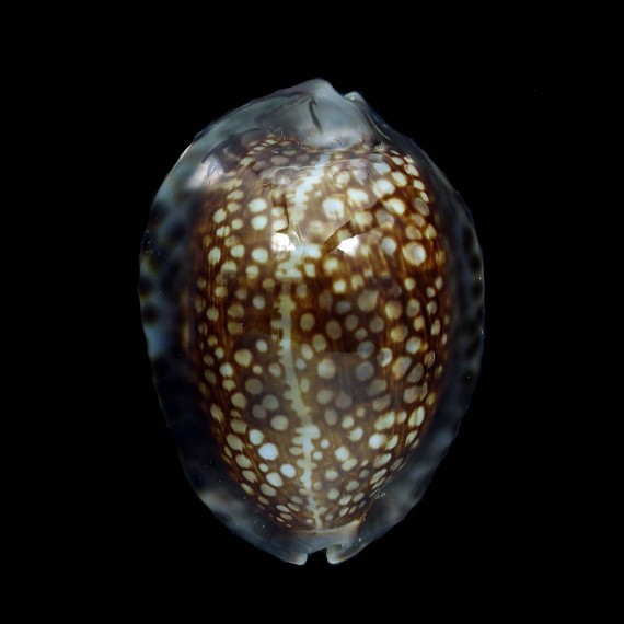 depressa 41,5mm