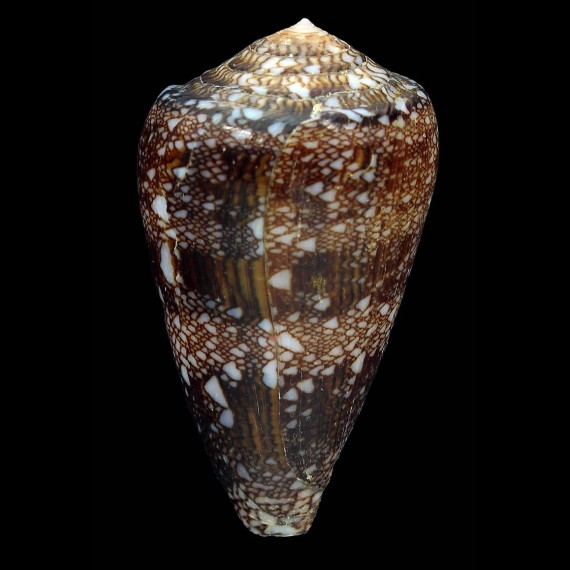 dalli 56,0mm