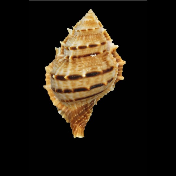 elegans
