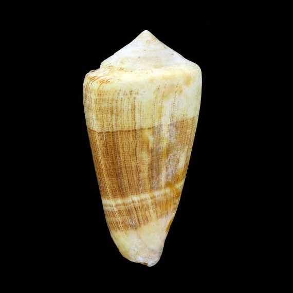 furvus 65,5mm