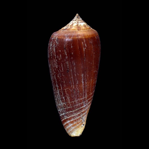 ochroleucus pilkeyi 64,4mm