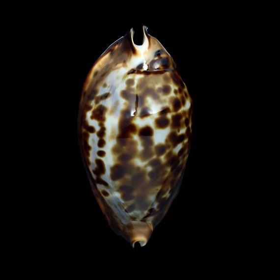 friendii friendii 81,4mm