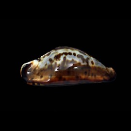 friendii friendii 81,4mm