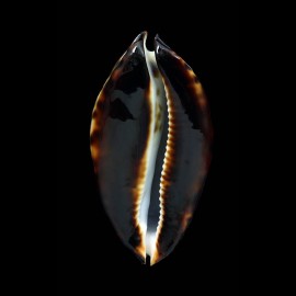 friendii friendii 81,4mm
