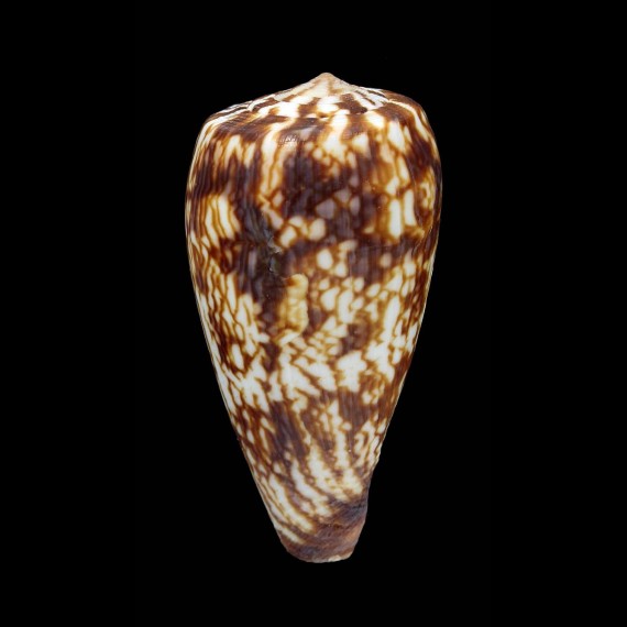 spectrum stillatus 56,3mm