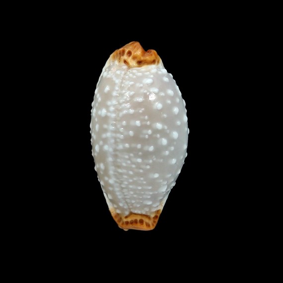 limacina 32,8mm BIG