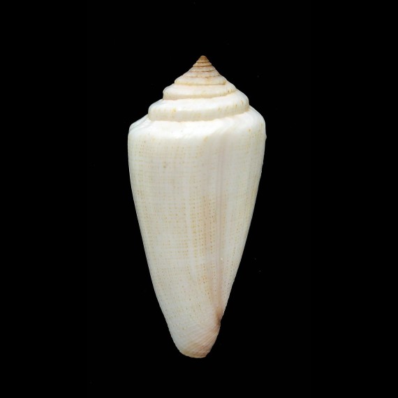 furvus aegrotus 55,7mm